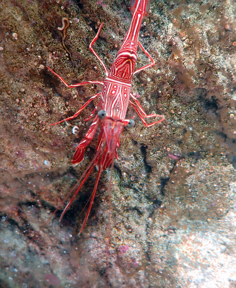 shrimp1.jpg