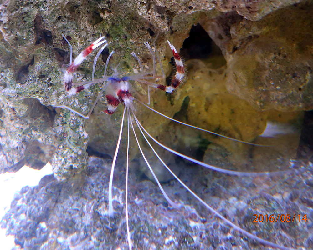 shrimp2.jpg