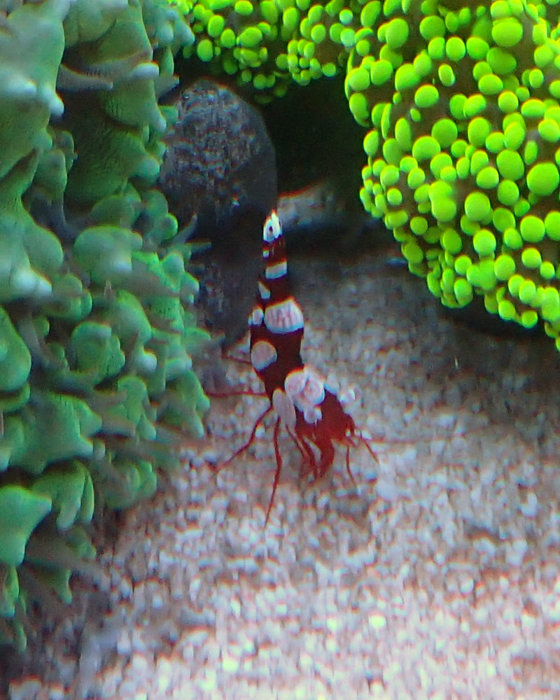 shrimp2.jpg