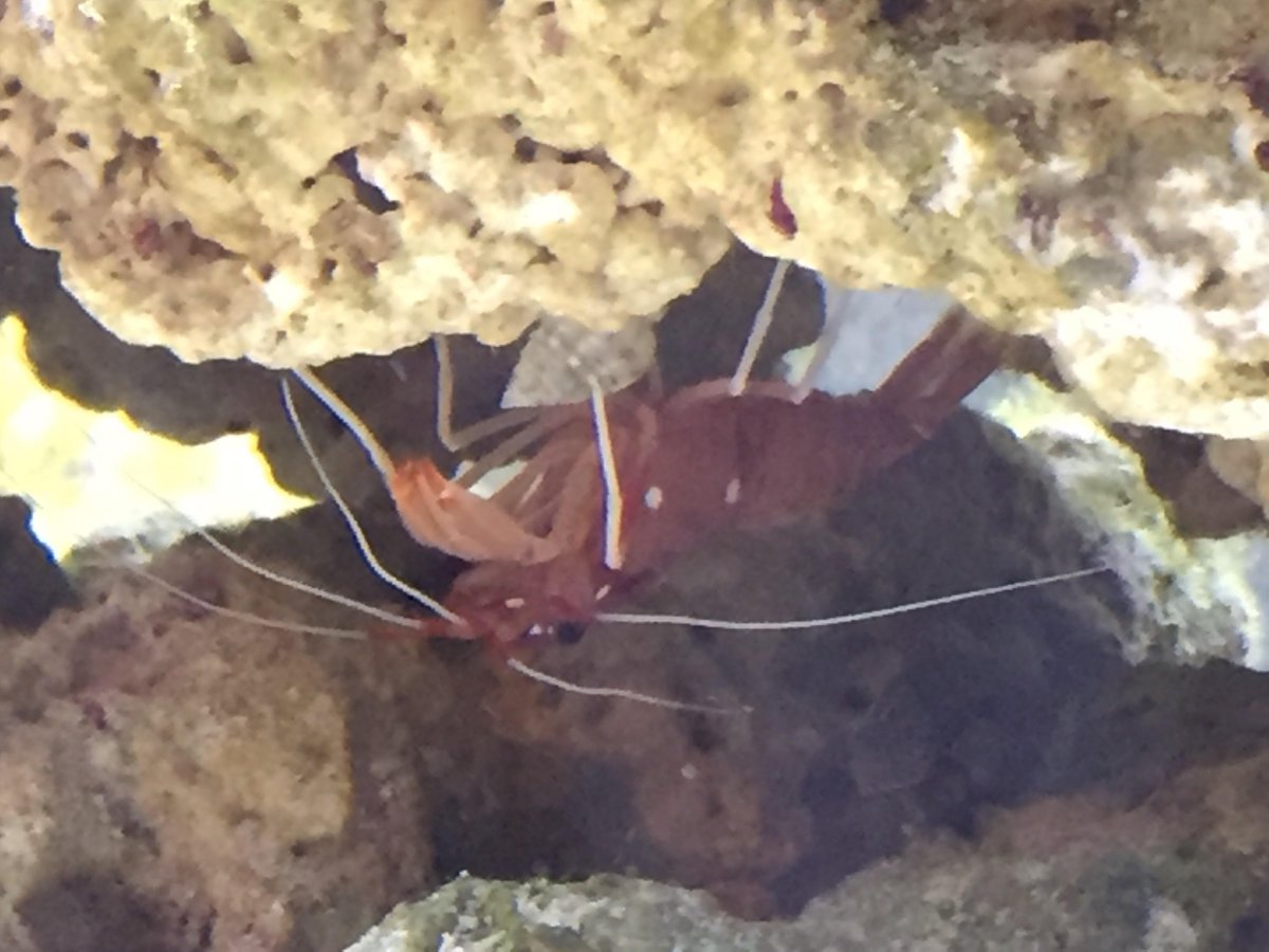 shrimp2.jpg