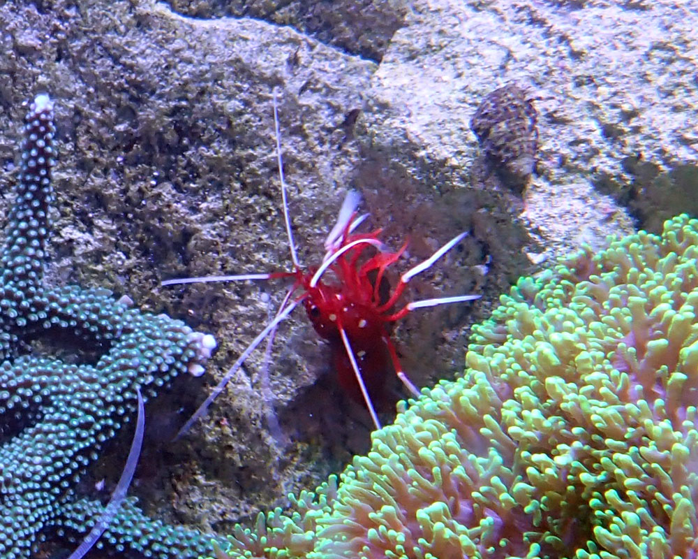 shrimp3.jpg