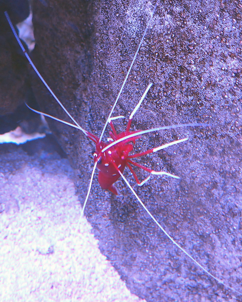 Shrimp3.jpg