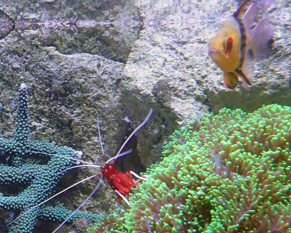 shrimp3b.jpg