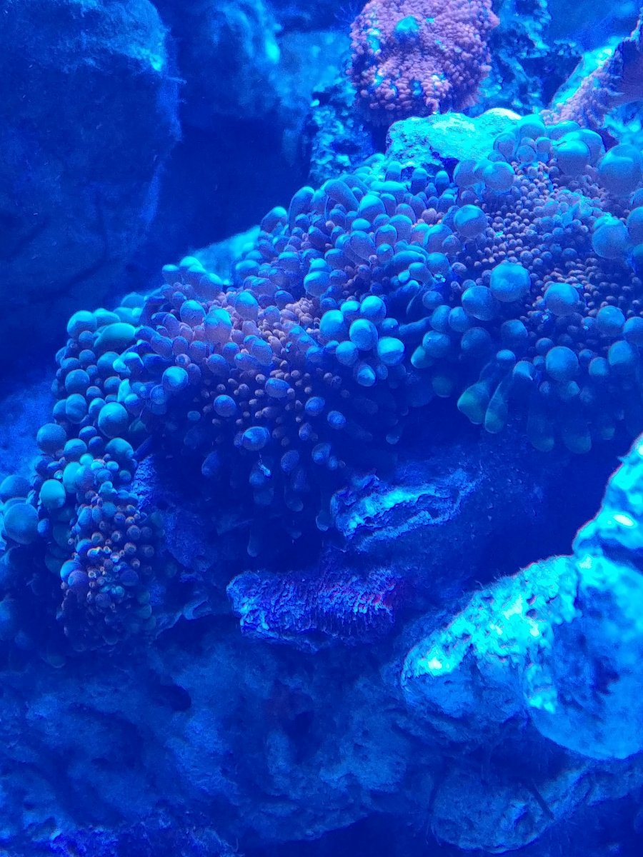 Shroom1.jpg