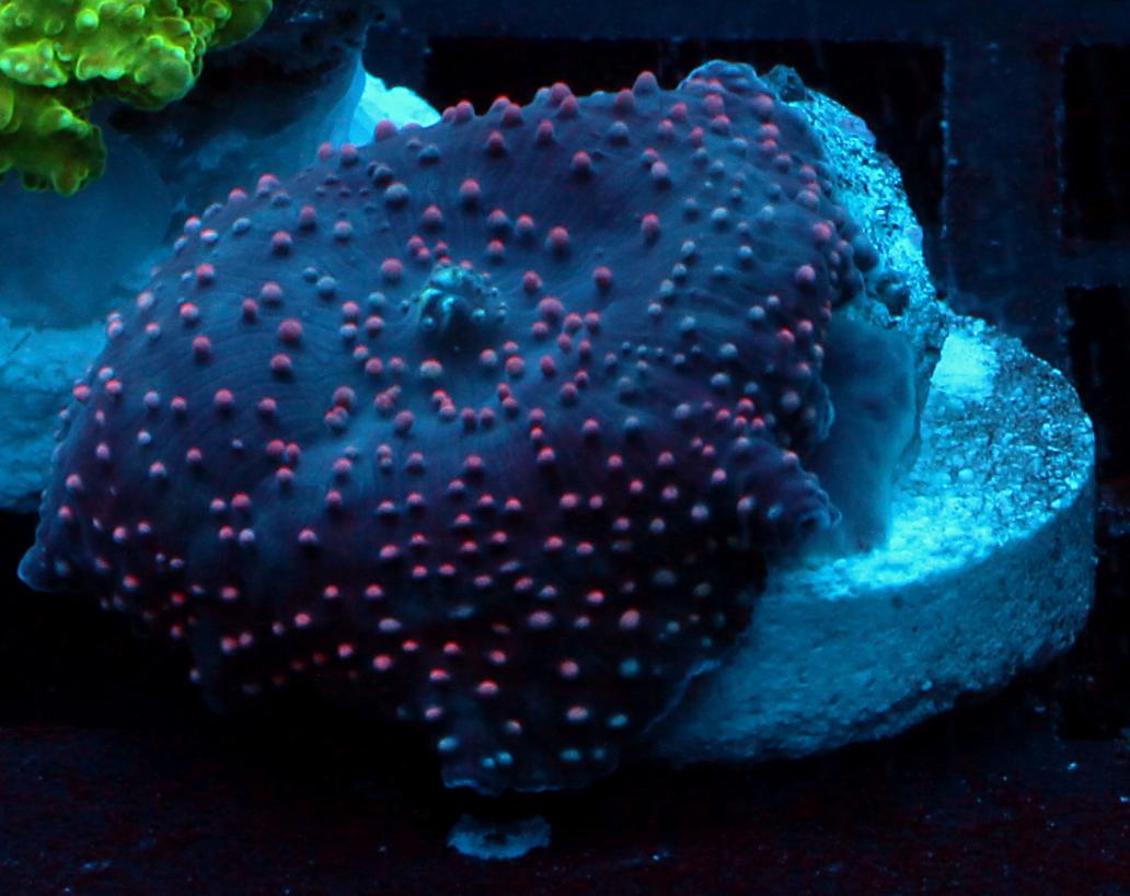 shroom2.jpg
