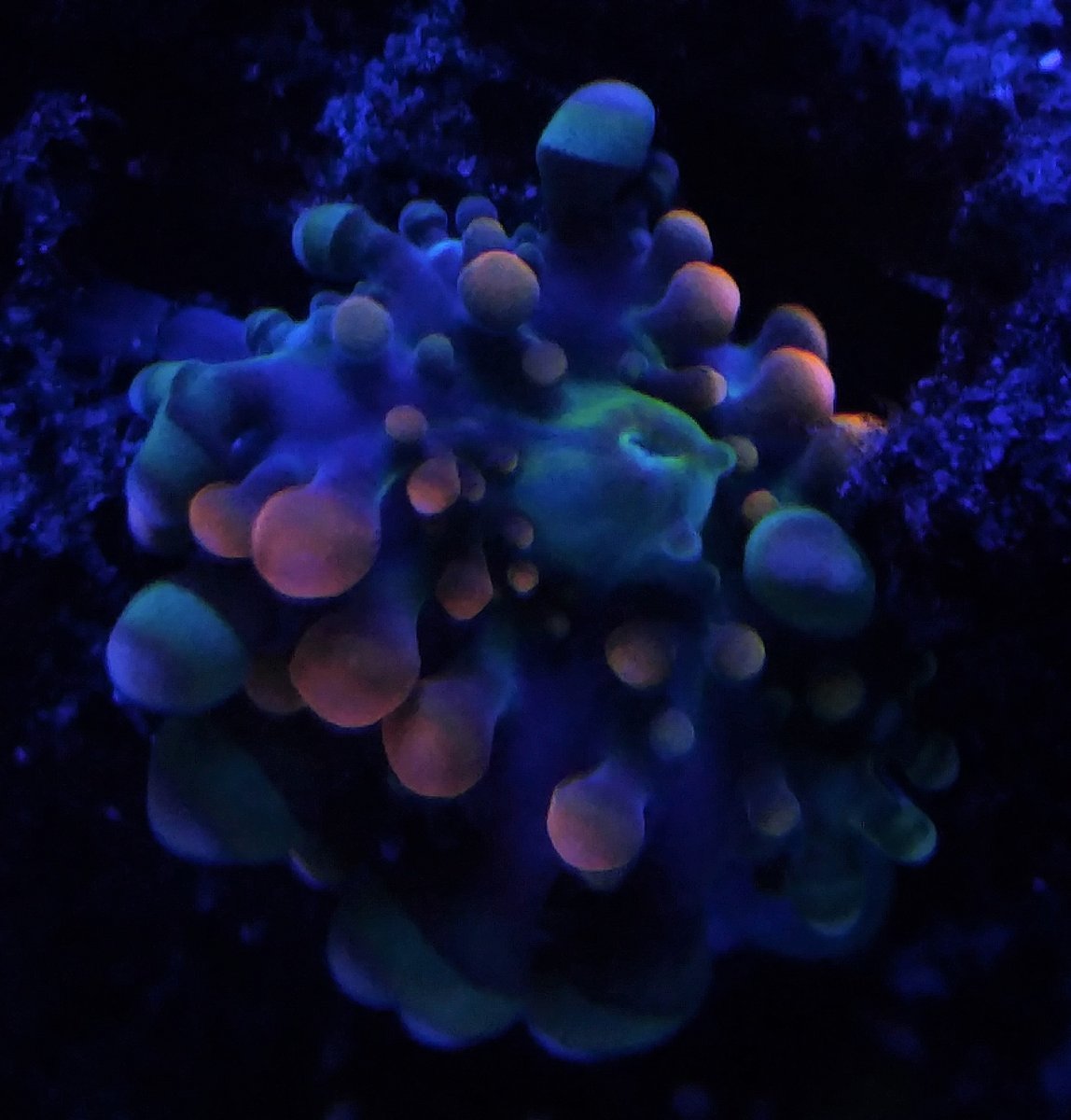 shroom3.jpg