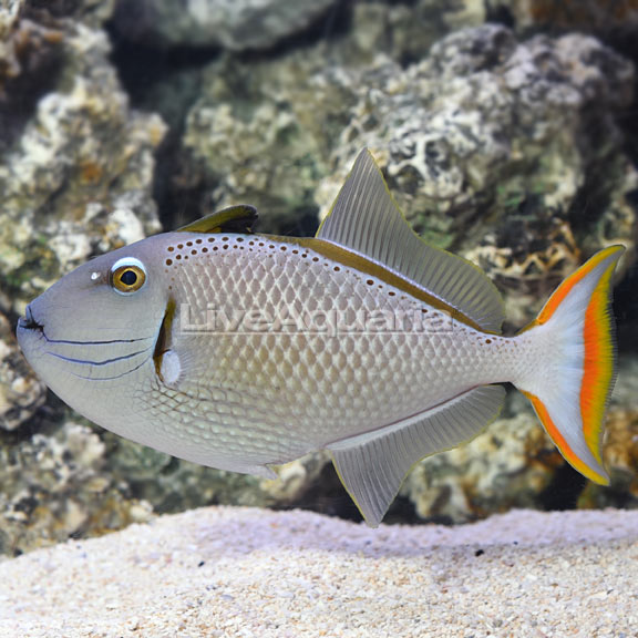 Size- 6-1:2" Large hard to find Christmas Island Kiri Triggerfish. Eating pellets well. .jpg