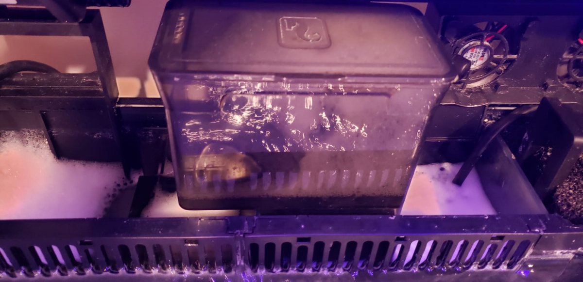 Skimmer.jpg