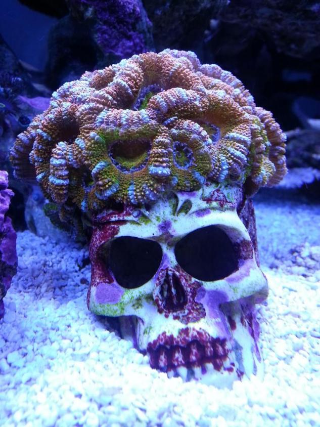 Poll: Have you ever used skulls or other creative forms in your reef? |  REEF2REEF Saltwater and Reef Aquarium Forum