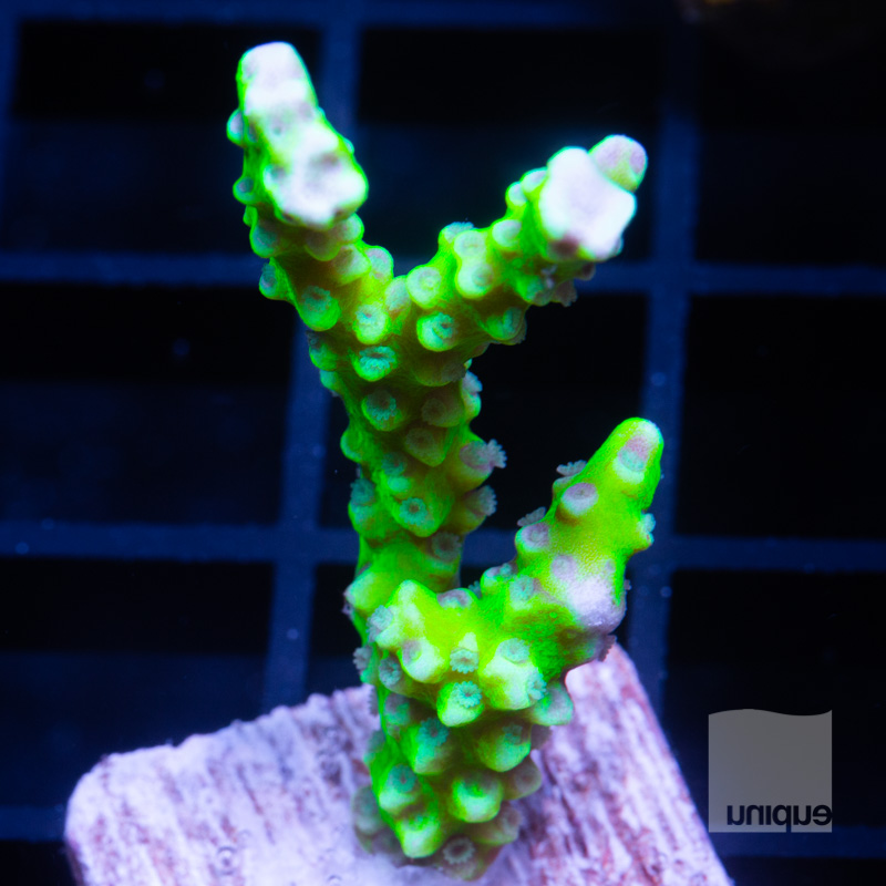 Slimeball Anacropora 49 29.jpg