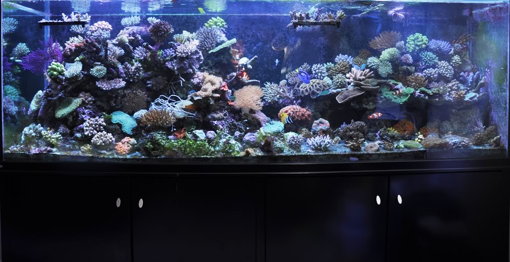 SLS Massive Reef Tank.jpg