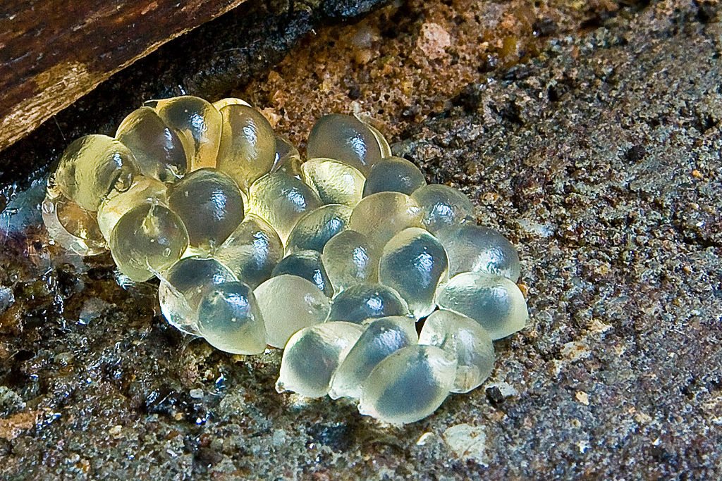 slug-eggs.jpeg