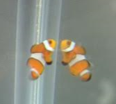 Small Clown.png