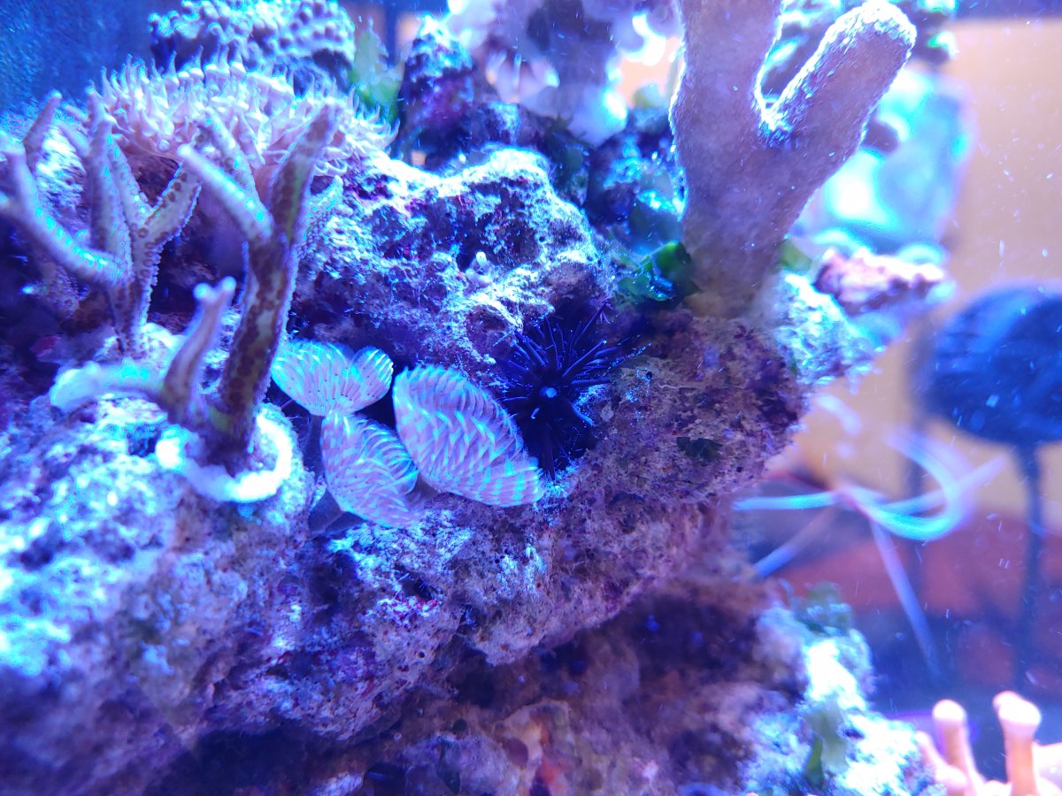 small urchin.jpg