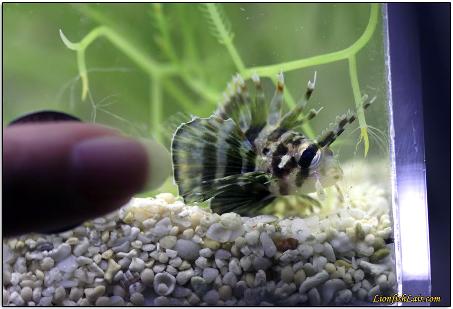 smallfuzzyfinger.png