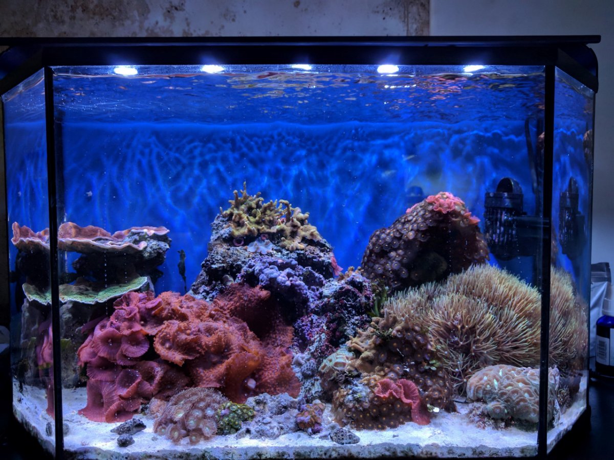 SmallReef-August27th2017.jpg