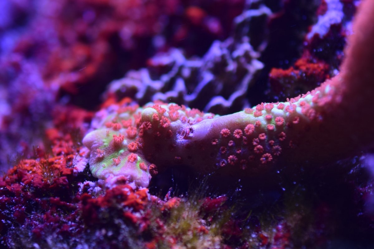 SmallReef-May21st2022-1.jpg