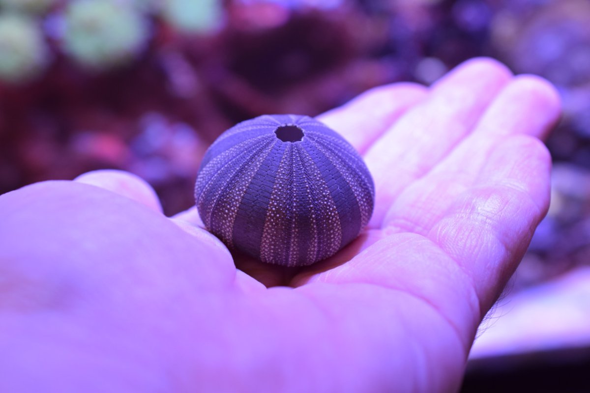SmallReef-May21st2022-2.jpg