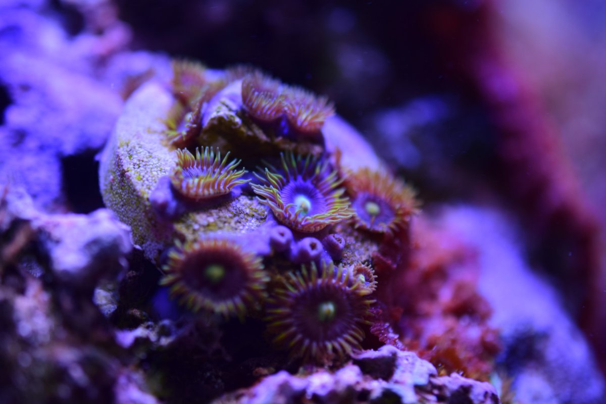 SmallReef-May21st2022-3.jpg