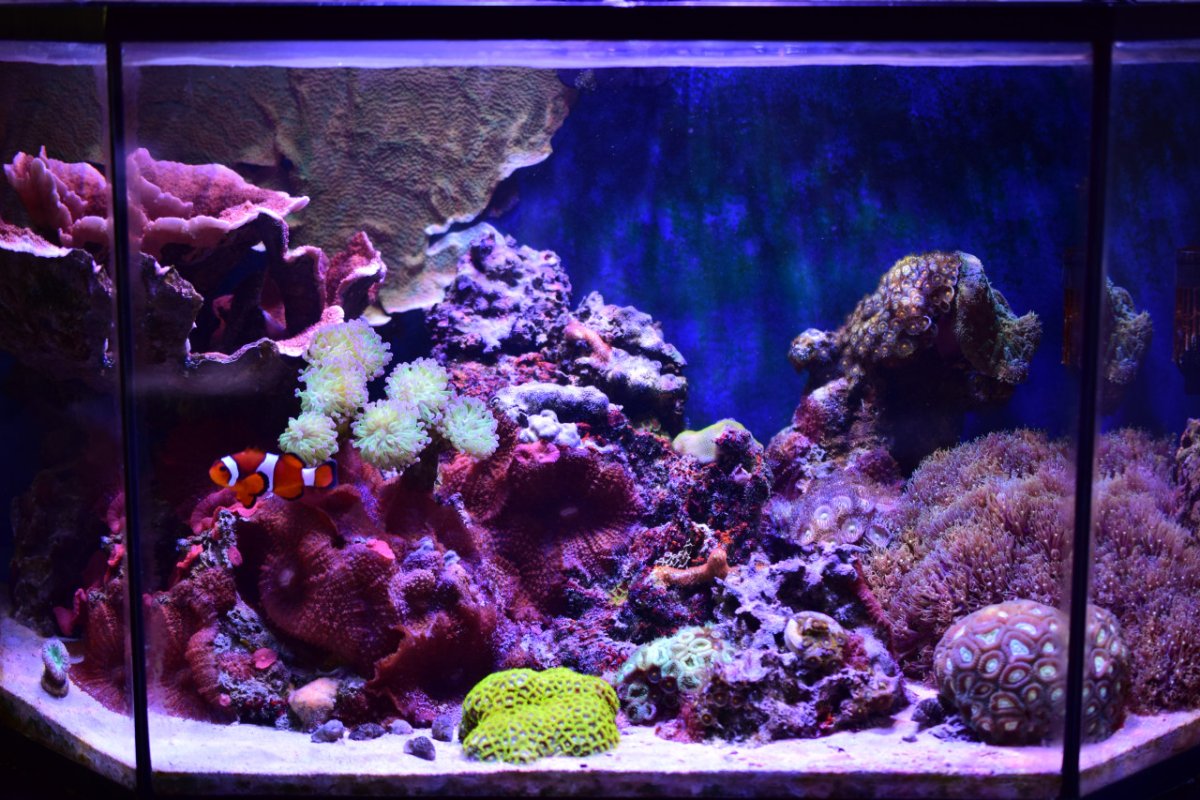 SmallReef-May21st2022-4.jpg