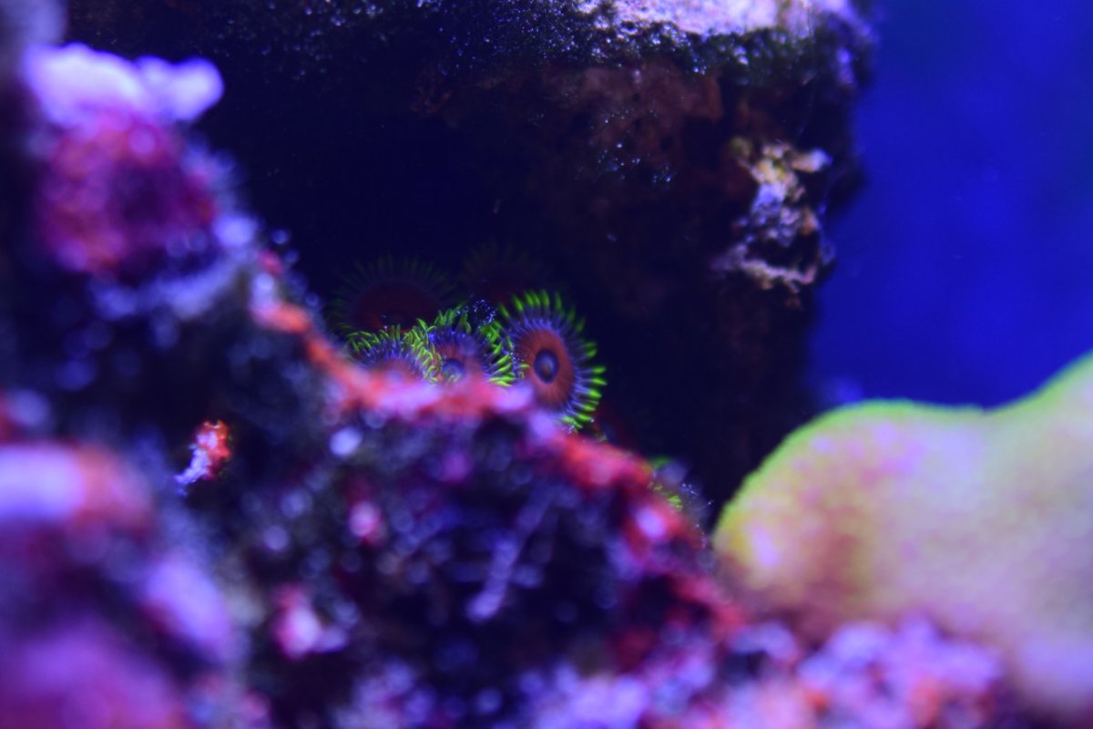 SmallReef-May21st2022-5.jpg