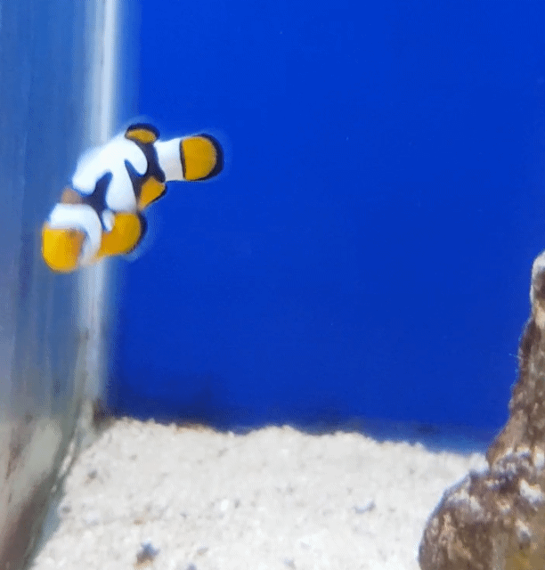 clownfish fish selection | REEF2REEF Saltwater and Reef Aquarium Forum