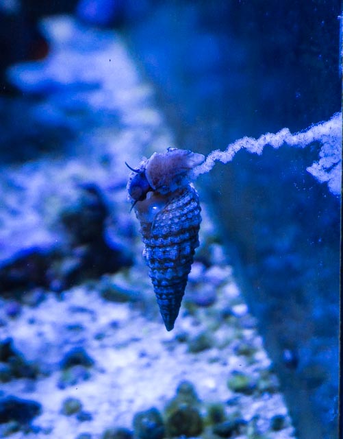 snail & eggs.jpg