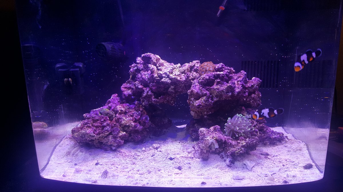 snail eggs.jpg