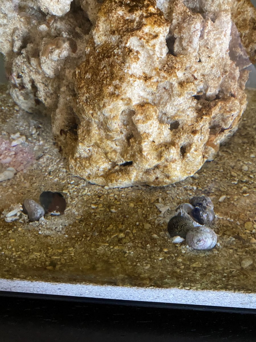 snail.jpg