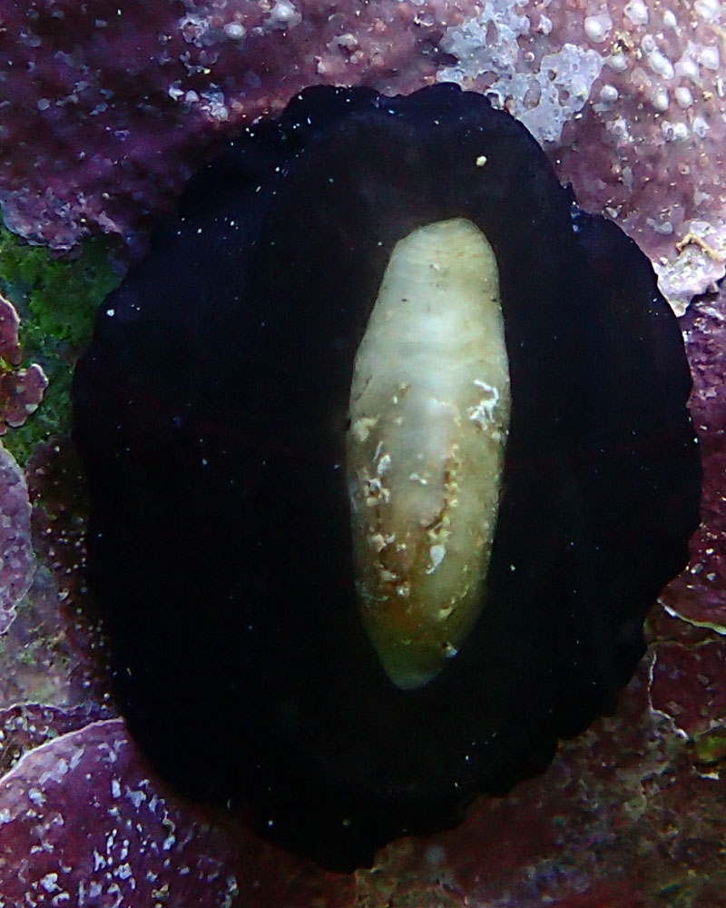 snail.jpg
