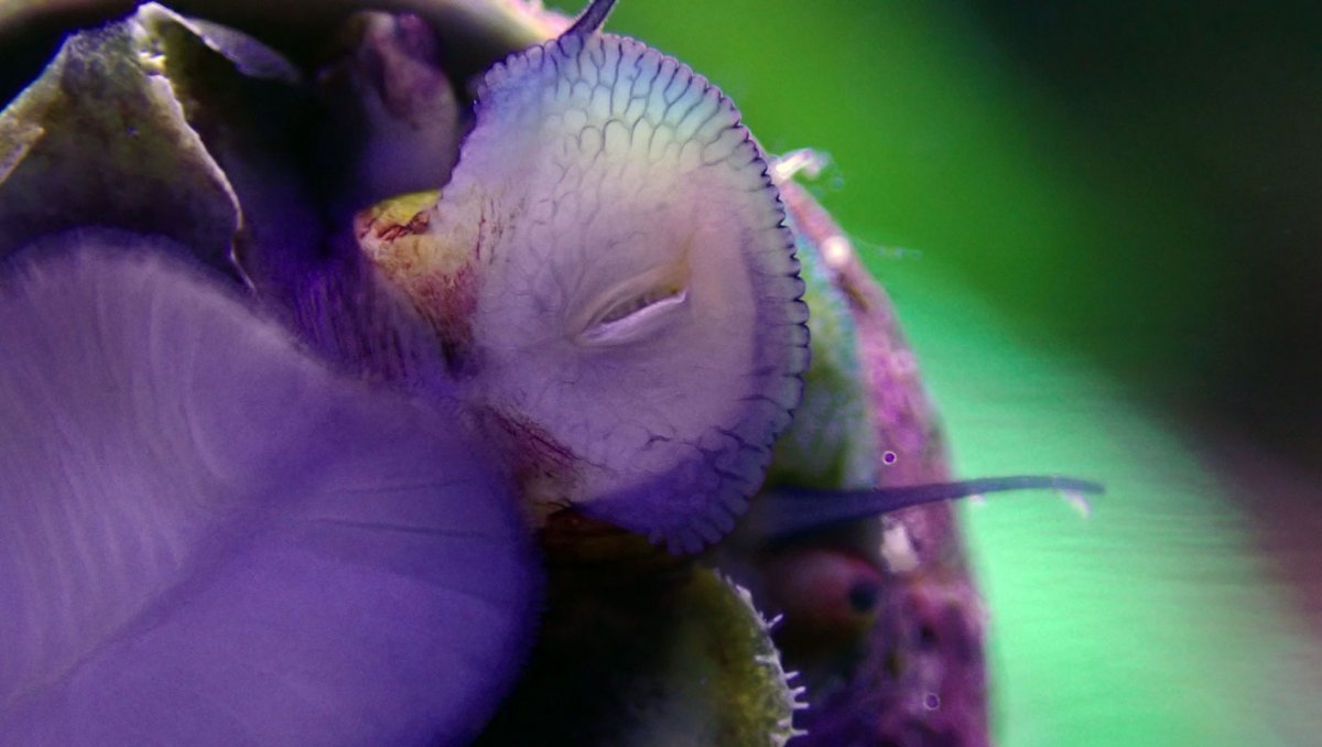 snail.jpg