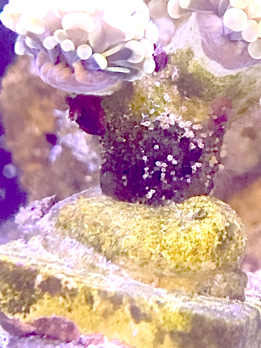 Snail.jpg