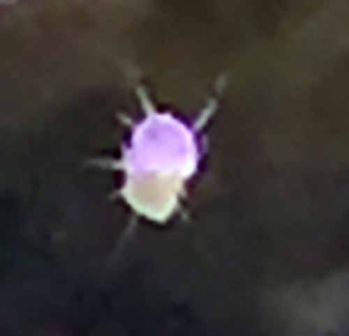 snail.jpg