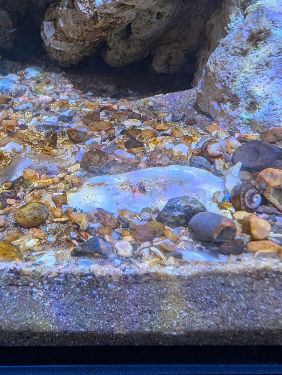 snail.jpg