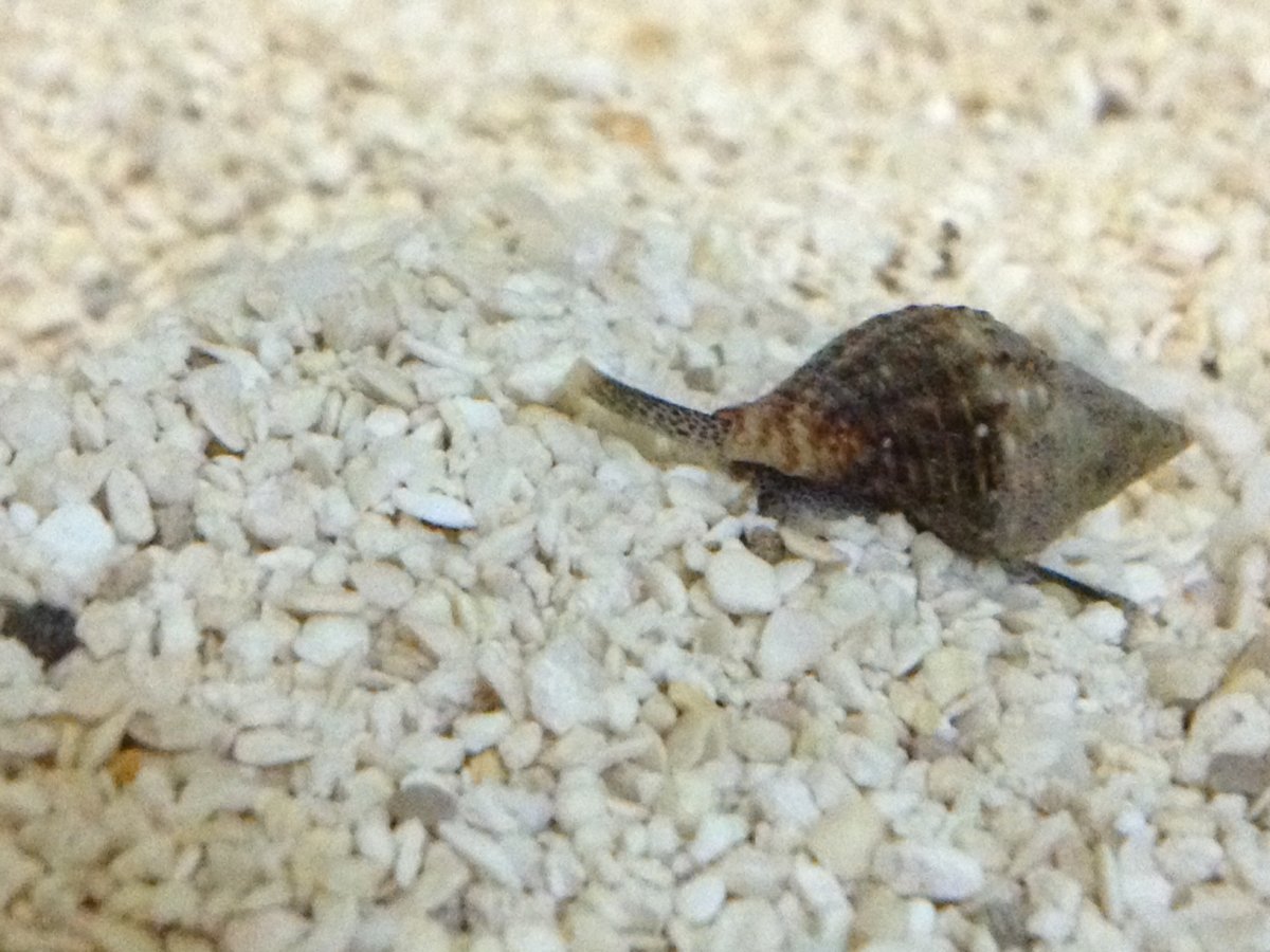 snail.JPG