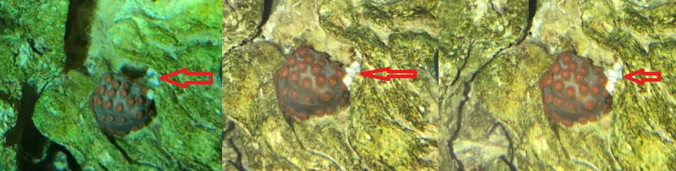 snail.png