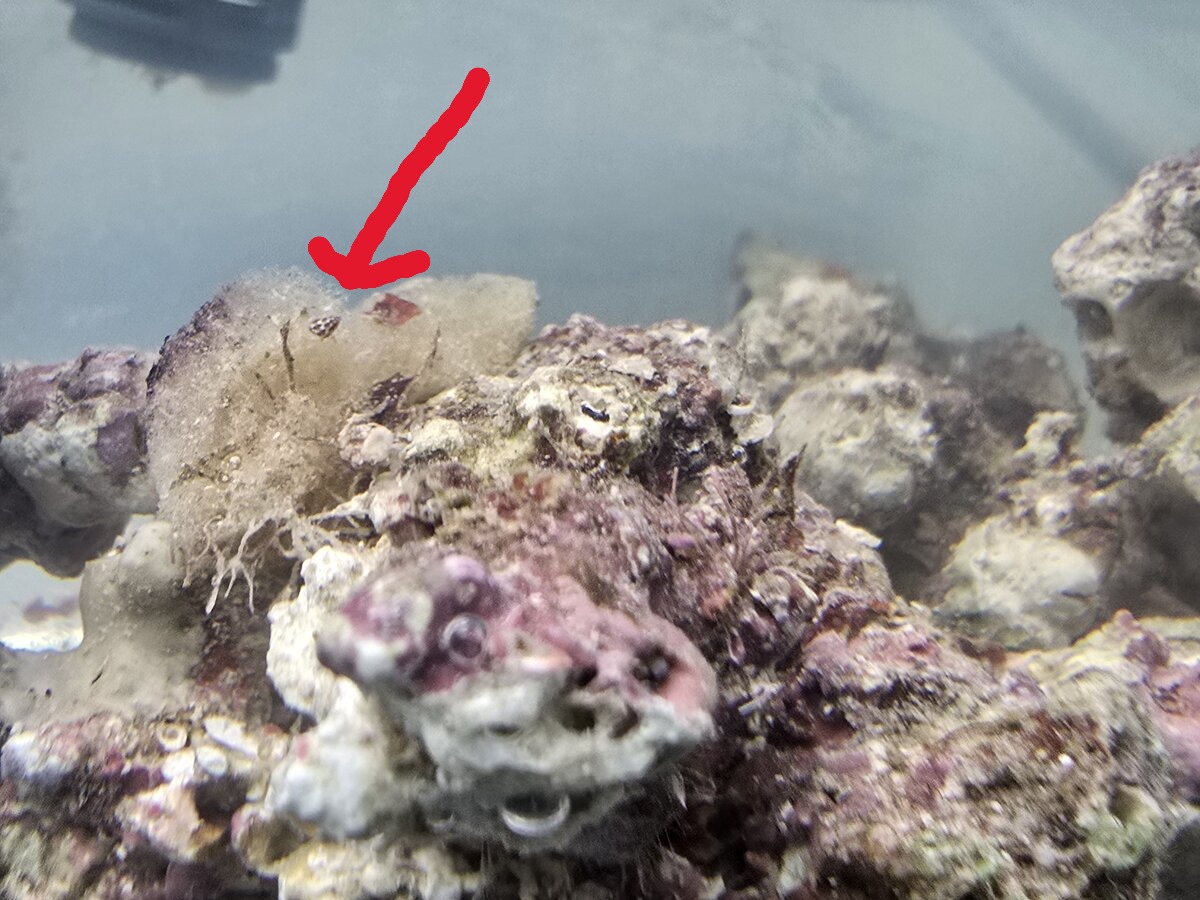 snail1.jpg