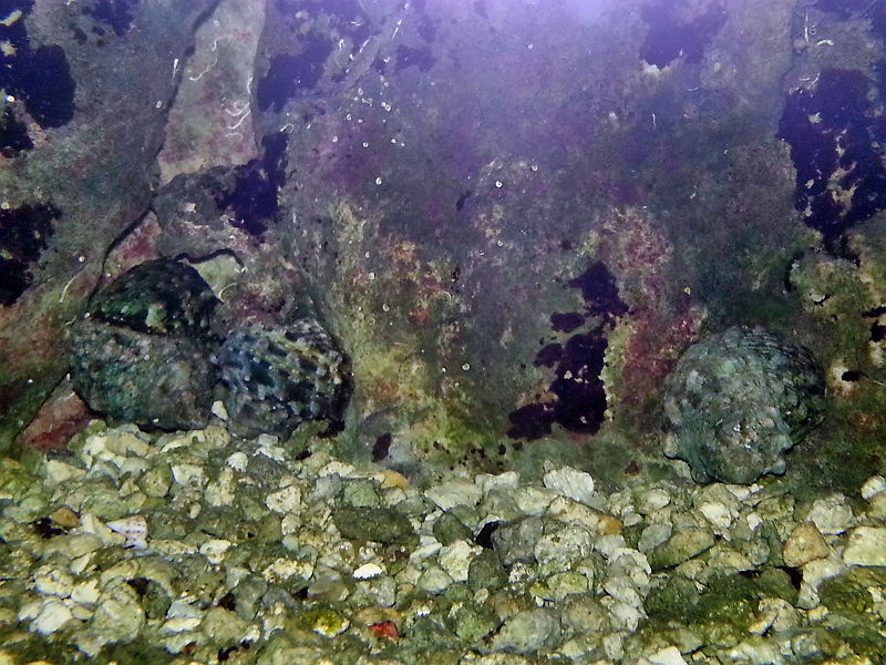 snail1.jpg