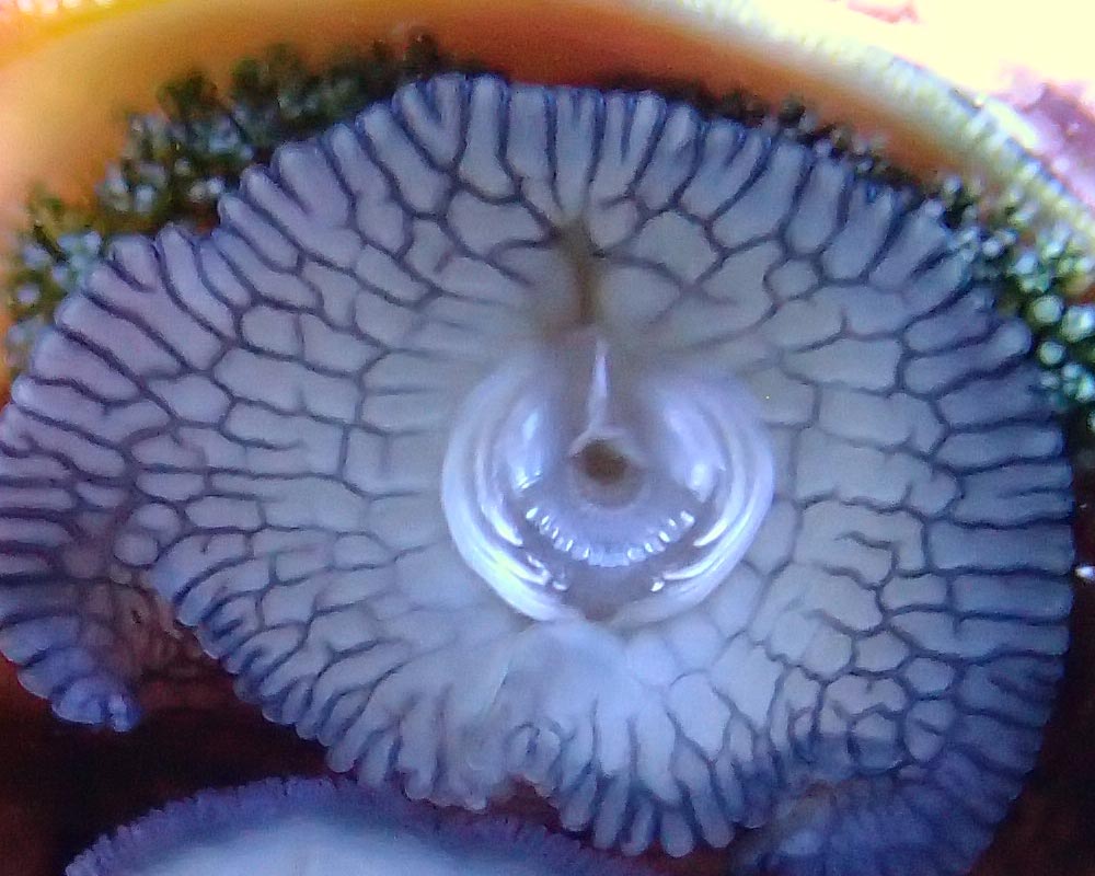 snail1.jpg
