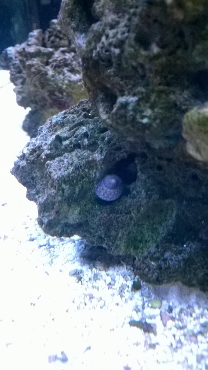 snail2.jpg