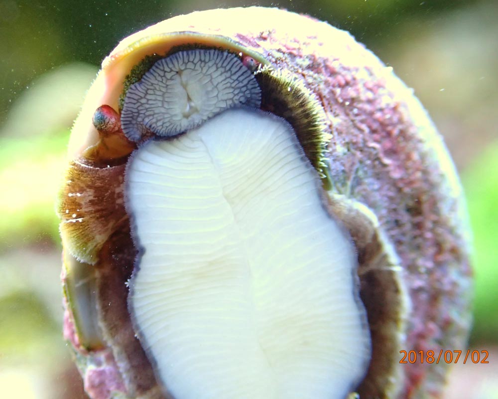 snail2.jpg