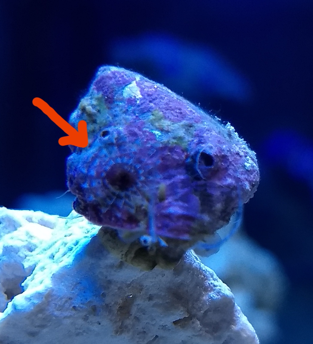 Snail2.jpg