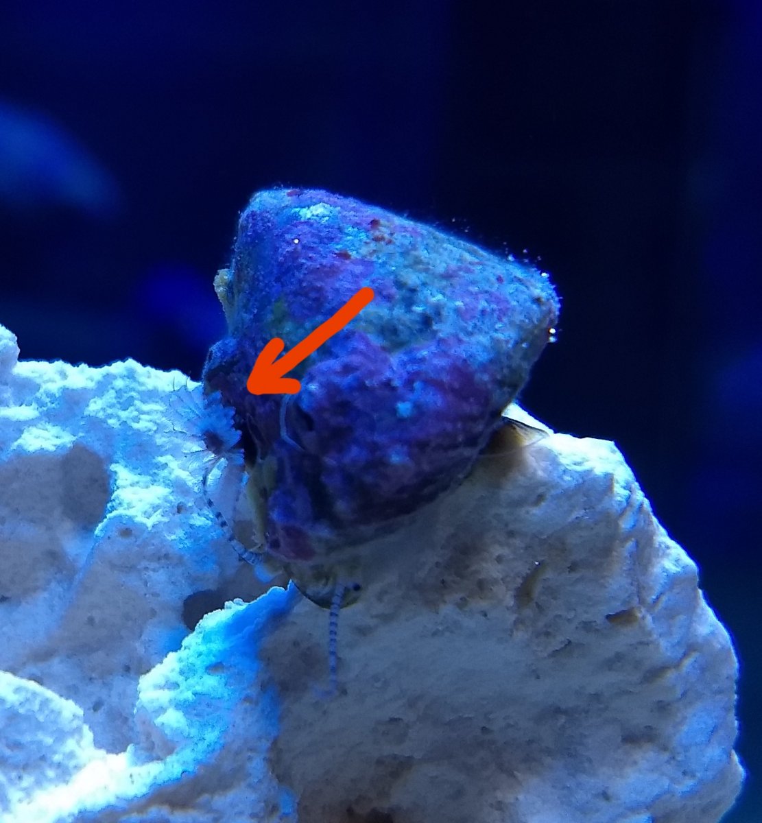 snail_1.jpg