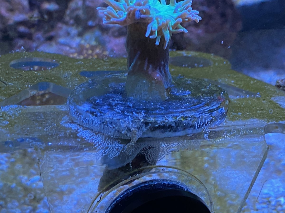 snail_eggs1.jpeg