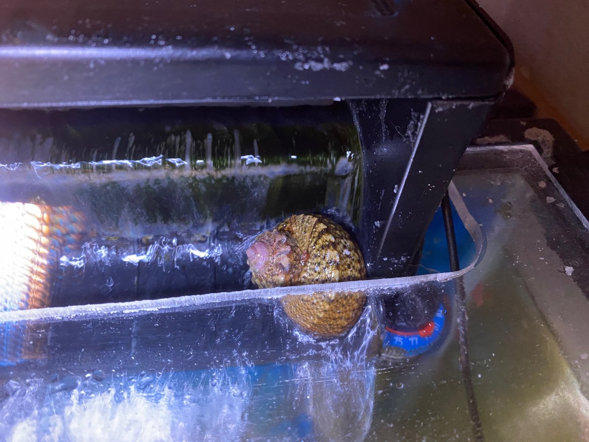 snail_on_HOB.jpeg