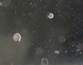 Snails.JPG