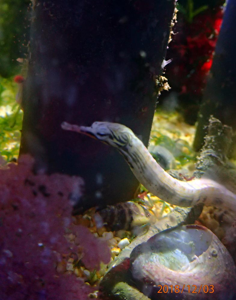 snake.jpg