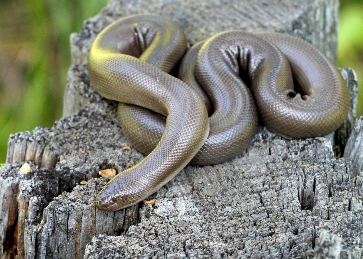 Snakes-in-the-snow-The-resilience-of-the-rubber-boa.jpg