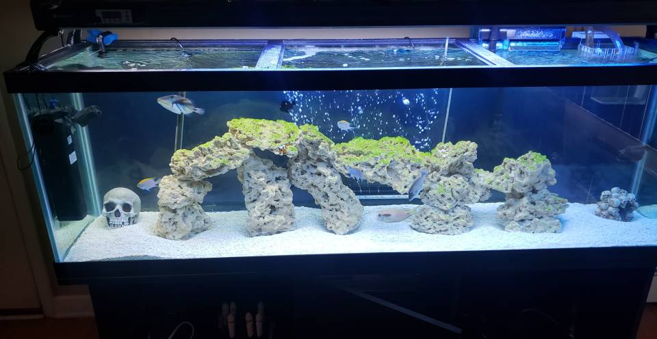 Amount of fish for 125 gallon fish only saltwater tank | REEF2REEF ...