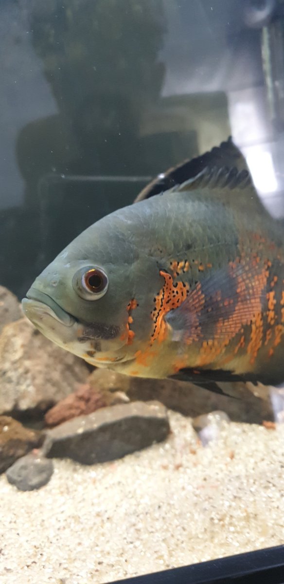 Oscar（dots） Small white dots on Oscars fins | Oscar Cichlid Forum